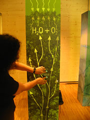 „Touchwalls“ mit Photosynthese und Nährstoffkreislauf des Waldes